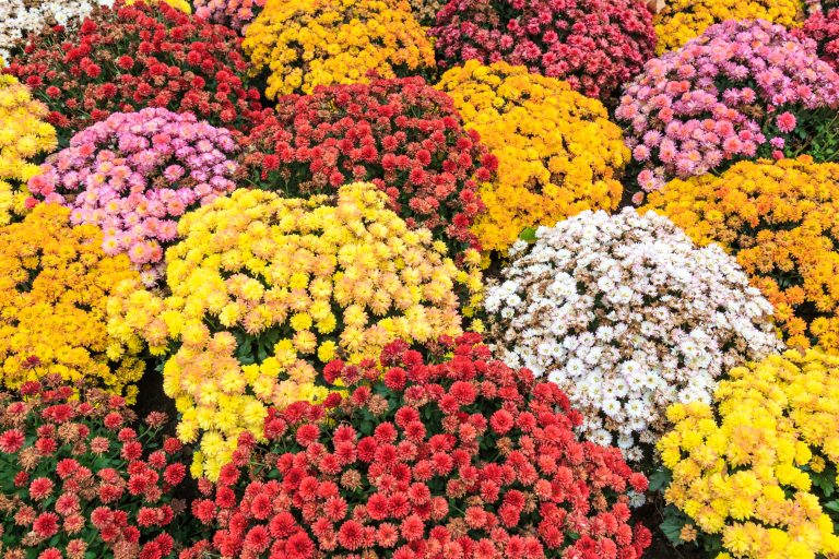 Flower Delivery & Florist Shops Near You | Price Chopper